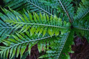 beautifully arranged background of leaves is natural pattern of leaves that occurs by itself and background images of leaves are also commonly used for adding text onto empty space of the background photo