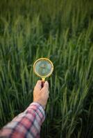 Researchers carry magnifying glasses over barley plants to look for errors in the plants so they can develop new varieties of barley plants. Ideas for using a magnifying glass to help with searching photo