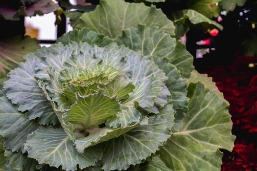 beautifully arranged background of leaves is natural pattern of leaves that occurs by itself and background images of leaves are also commonly used for adding text onto empty space of the background photo