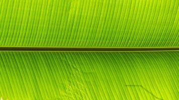 beautifully arranged background of leaves is natural pattern of leaves that occurs by itself and background images of leaves are also commonly used for adding text onto empty space of the background photo