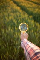 Researchers carry magnifying glasses over barley plants to look for errors in the plants so they can develop new varieties of barley plants. Ideas for using a magnifying glass to help with searching photo