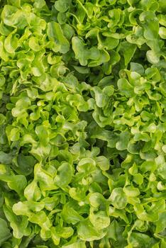 beautifully arranged background of leaves is natural pattern of leaves that occurs by itself and background images of leaves are also commonly used for adding text onto empty space of the background photo