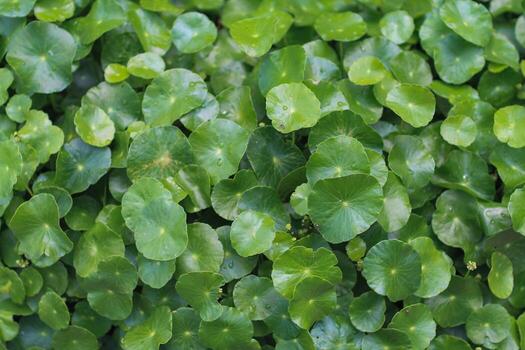 beautifully arranged background of leaves is natural pattern of leaves that occurs by itself and background images of leaves are also commonly used for adding text onto empty space of the background photo