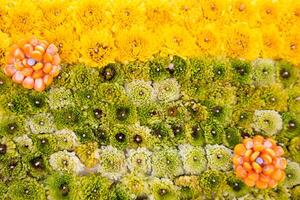 backdrop of beautifully arranged flower and bright colors is backdrop for flower in beautifully arranged garden at flower festival. Beautiful colorful background with Copy Space for inserting text. photo