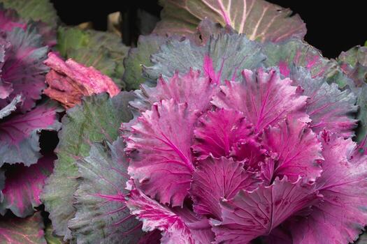 beautifully arranged background of leaves is natural pattern of leaves that occurs by itself and background images of leaves are also commonly used for adding text onto empty space of the background photo