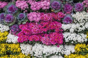 backdrop of beautifully arranged flower and bright colors is backdrop for flower in beautifully arranged garden at flower festival. Beautiful colorful background with Copy Space for inserting text. photo