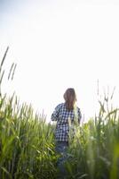 detrás espalda de hembra investigador ella estaba caminando solo a inspeccionar cebada en arroz campo a ver rendimientos adquirido desde investigando cebada variedades a desarrollar cebada son a Produce bueno rendimientos foto