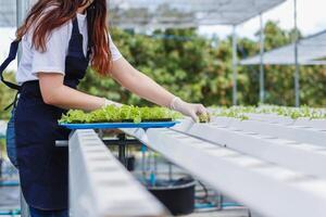 Growing vegetables using water or hydroponics using seeds to get organic vegetables that are free from toxins because hydroponics does not use pesticides. Organic vegetable concept for health photo