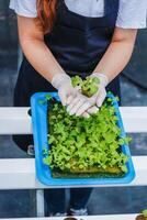 Growing vegetables using water or hydroponics using seeds to get organic vegetables that are free from toxins because hydroponics does not use pesticides. Organic vegetable concept for health photo