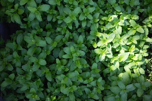 beautifully arranged background of leaves is natural pattern of leaves that occurs by itself and background images of leaves are also commonly used for adding text onto empty space of the background photo