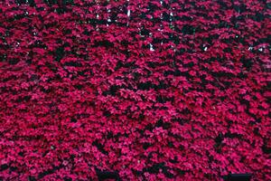 beautifully arranged background of leaves is natural pattern of leaves that occurs by itself and background images of leaves are also commonly used for adding text onto empty space of the background photo