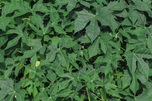 beautifully arranged background of leaves is natural pattern of leaves that occurs by itself and background images of leaves are also commonly used for adding text onto empty space of the background photo