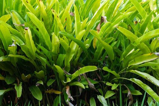 beautifully arranged background of leaves is natural pattern of leaves that occurs by itself and background images of leaves are also commonly used for adding text onto empty space of the background photo