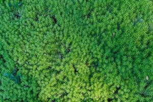 beautifully arranged background of leaves is natural pattern of leaves that occurs by itself and background images of leaves are also commonly used for adding text onto empty space of the background photo