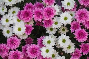backdrop of beautifully arranged flower and bright colors is backdrop for flower in beautifully arranged garden at flower festival. Beautiful colorful background with Copy Space for inserting text. photo
