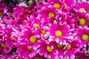 background of beautifully arranged flower and bright colors is backdrop for flower in beautifully arranged garden at flower festival. Beautiful colorful background with Copy Space for inserting text. photo