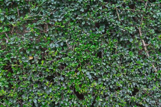 beautifully arranged background of leaves is natural pattern of leaves that occurs by itself and background images of leaves are also commonly used for adding text onto empty space of the background photo