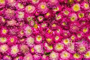 backdrop of beautifully arranged flower and bright colors is backdrop for flower in beautifully arranged garden at flower festival. Beautiful colorful background with Copy Space for inserting text. photo