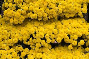 background of beautifully arranged flower and bright colors is backdrop for flower in beautifully arranged garden at flower festival. Beautiful colorful background with Copy Space for inserting text. photo