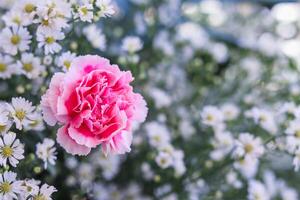 background of beautifully arranged flower and bright colors is backdrop for flower in beautifully arranged garden at flower festival. Beautiful colorful background with Copy Space for inserting text. photo