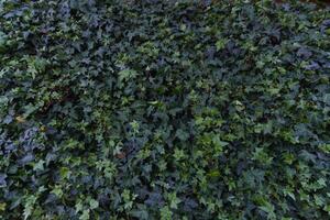 beautifully arranged background of leaves is natural pattern of leaves that occurs by itself and background images of leaves are also commonly used for adding text onto empty space of the background photo