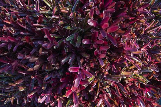 beautifully arranged background of leaves is natural pattern of leaves that occurs by itself and background images of leaves are also commonly used for adding text onto empty space of the background photo