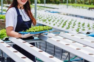 Growing vegetables using water or hydroponics using seeds to get organic vegetables that are free from toxins because hydroponics does not use pesticides. Organic vegetable concept for health photo