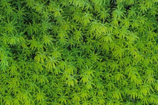 beautifully arranged background of leaves is natural pattern of leaves that occurs by itself and background images of leaves are also commonly used for adding text onto empty space of the background photo