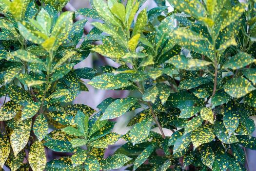 beautifully arranged background of leaves is natural pattern of leaves that occurs by itself and background images of leaves are also commonly used for adding text onto empty space of the background photo