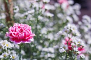 background of beautifully arranged flower and bright colors is backdrop for flower in beautifully arranged garden at flower festival. Beautiful colorful background with Copy Space for inserting text. photo