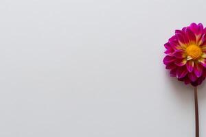 Beautiful Flower on White Background Mockup Elegance in Simplicity, Nature's Grace Captured photo
