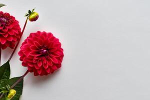 Beautiful Red Flower on White Background Mockup Capturing the Timeless Elegance of Floral Simplicity photo