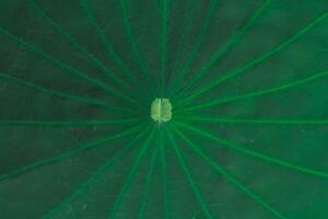 beautifully arranged background of leaves is natural pattern of leaves that occurs by itself and background images of leaves are also commonly used for adding text onto empty space of the background photo