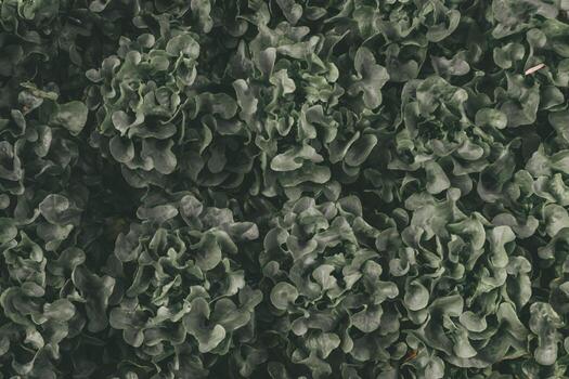 beautifully arranged background of leaves is natural pattern of leaves that occurs by itself and background images of leaves are also commonly used for adding text onto empty space of the background photo