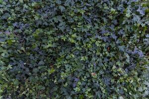 beautifully arranged background of leaves is natural pattern of leaves that occurs by itself and background images of leaves are also commonly used for adding text onto empty space of the background photo