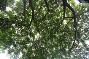 beautifully arranged background of leaves is natural pattern of leaves that occurs by itself and background images of leaves are also commonly used for adding text onto empty space of the background photo