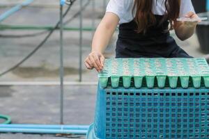 Growing vegetables using water or hydroponics using seeds to get organic vegetables that are free from toxins because hydroponics does not use pesticides. Organic vegetable concept for health photo