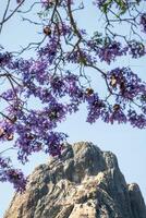 Jacaranda trees with purple flowers and the Bernal Peak monolith from Queretaro in the background. photo