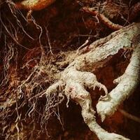 Nature is an important and integral part of mankind. photo