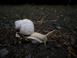 Snail crawling on the ground close-up view photo