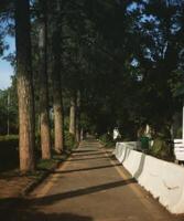 The word forest broadly describes an area that has a large number of trees. photo