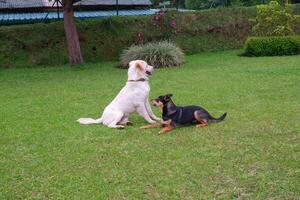 white dog and black dog are playing on the grass photo