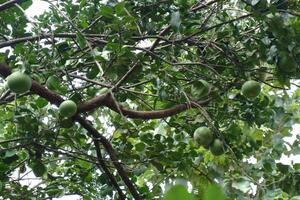 the leaves of the pomelo tree with the fruit still hanging photo