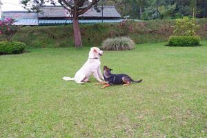 white dog and black dog are playing on the grass photo