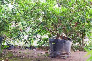 sapodilla trees in large polybags photo