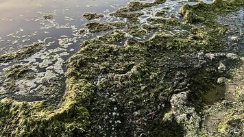 on the shores of the Pacific Ocean, algae are left at low tide and thick water the sea brings algae to the shore They lie like a carpet water splashes on them green and brown create a barrier photo