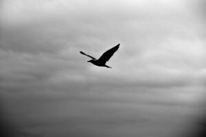 a seagull flies alone among the skies of Liguria in a black and white photo