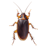 Cockroach on a transparent background png