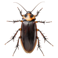 Cockroach on a transparent background png