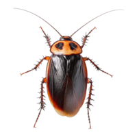 Cockroach on a transparent background png